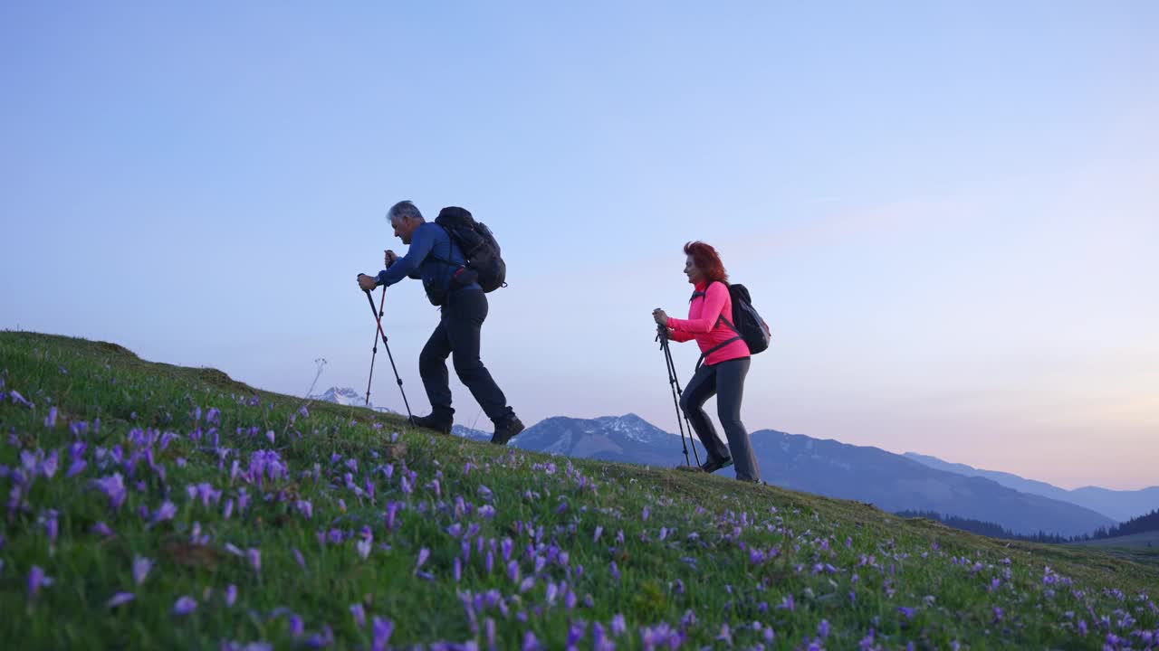 活跃的成熟夫妇带着背包和登山杖沿着盛开的藏红花番红花走在Velika Planina山地牧场的跟踪拍摄视频素材