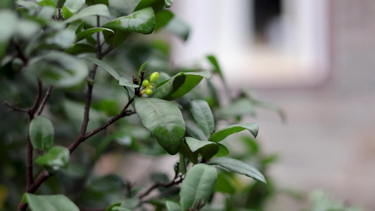 萌芽植物和窗口背景视频素材