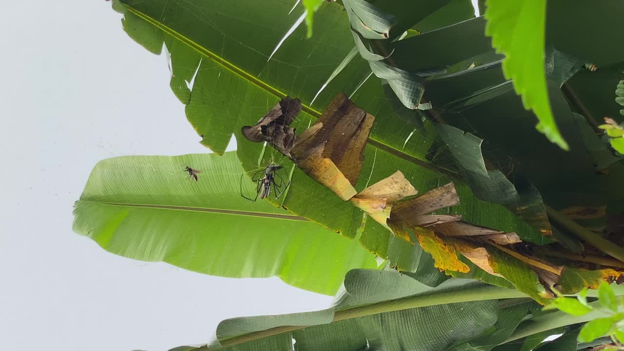 蜘蛛捕食网中昆虫的视频。视频素材