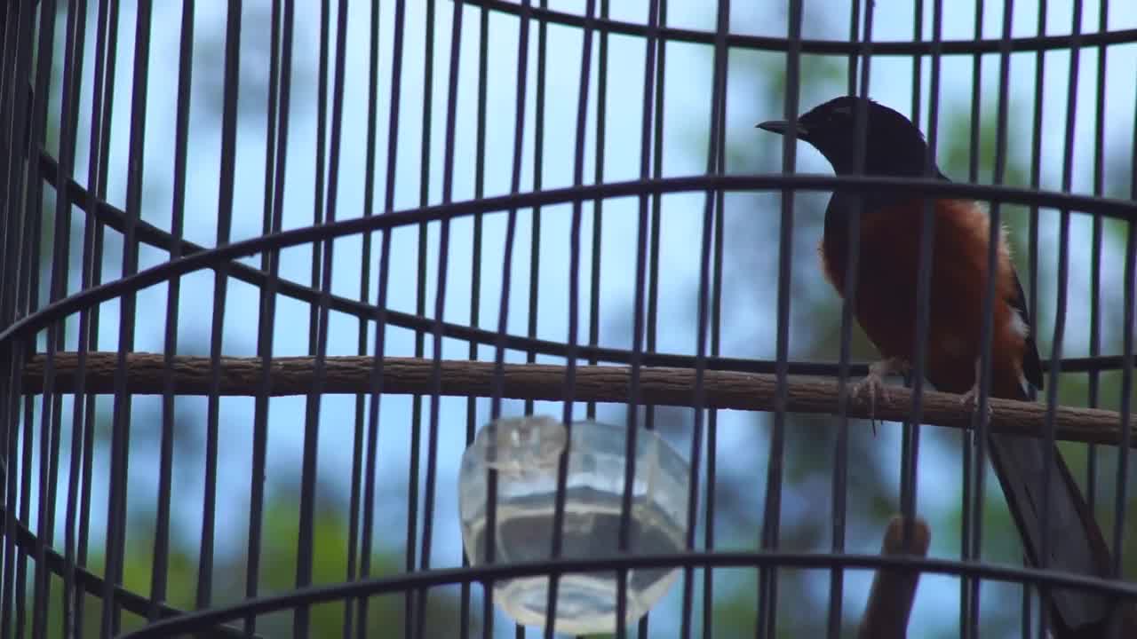 喜鹊视频素材