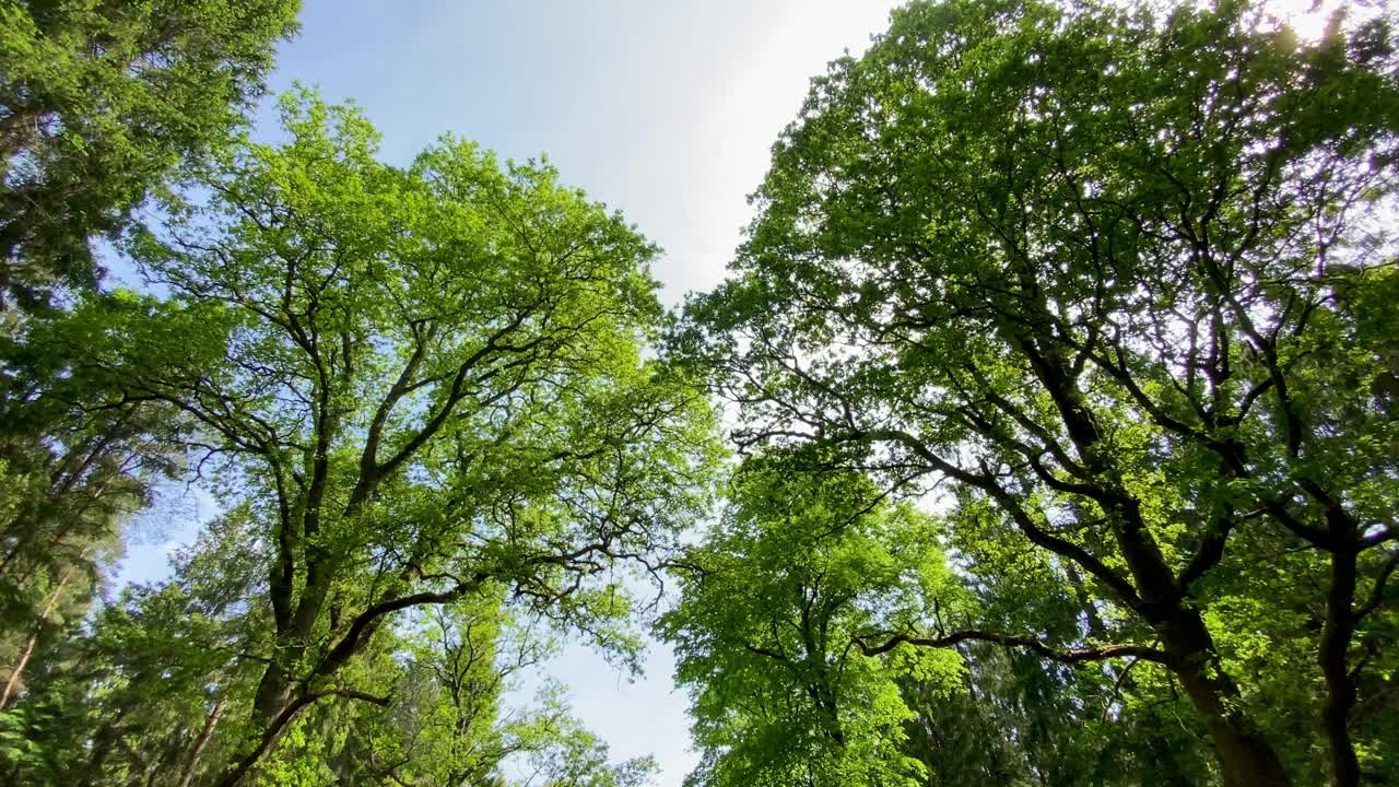 低角度拍摄的夏日绿树成荫的森林视频素材