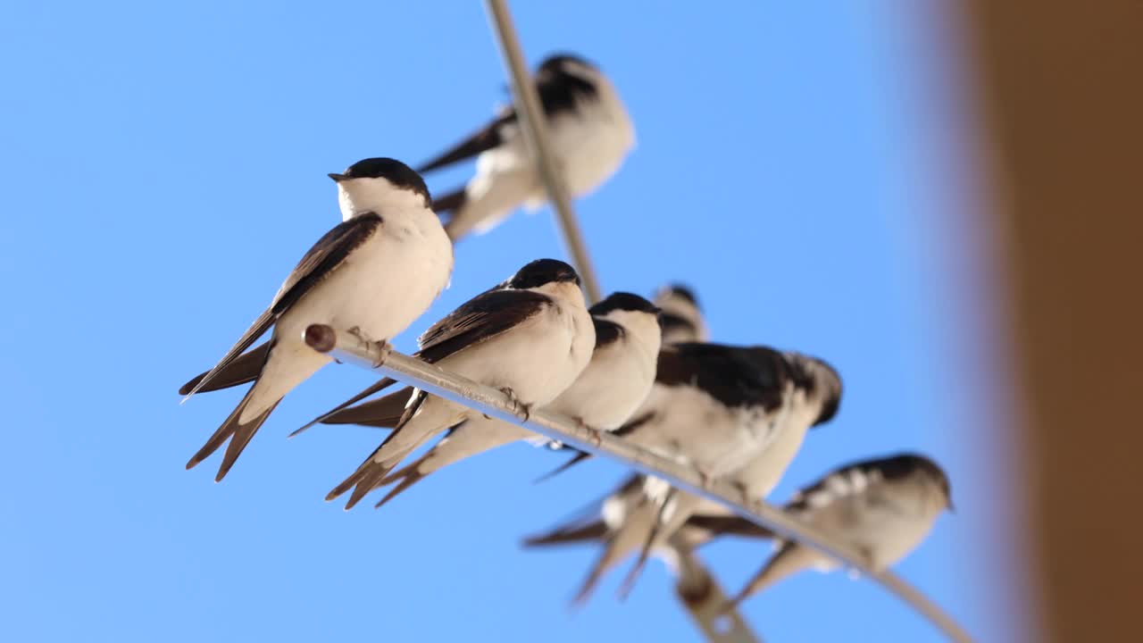 谷仓燕子(Hirundo rustica)靠近。躺在破衣架上。视频素材