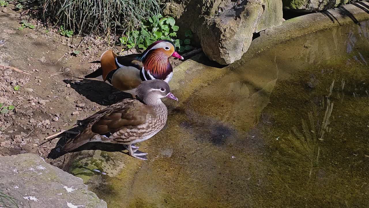 特写一只鸳鸯视频素材