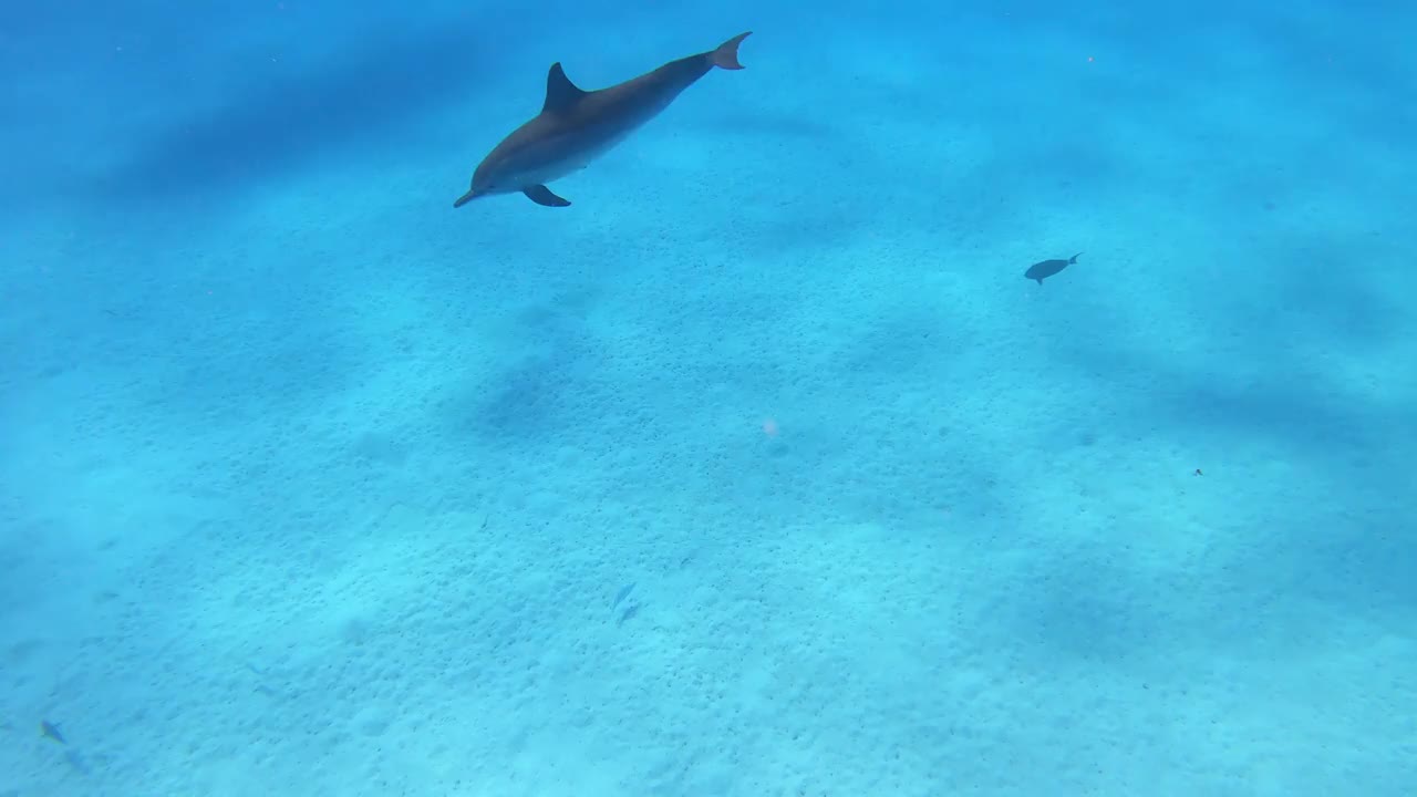 海豚-埃及的飞旋海豚，Marsa Alam Sataya礁。(Stenella longirostris)视频素材