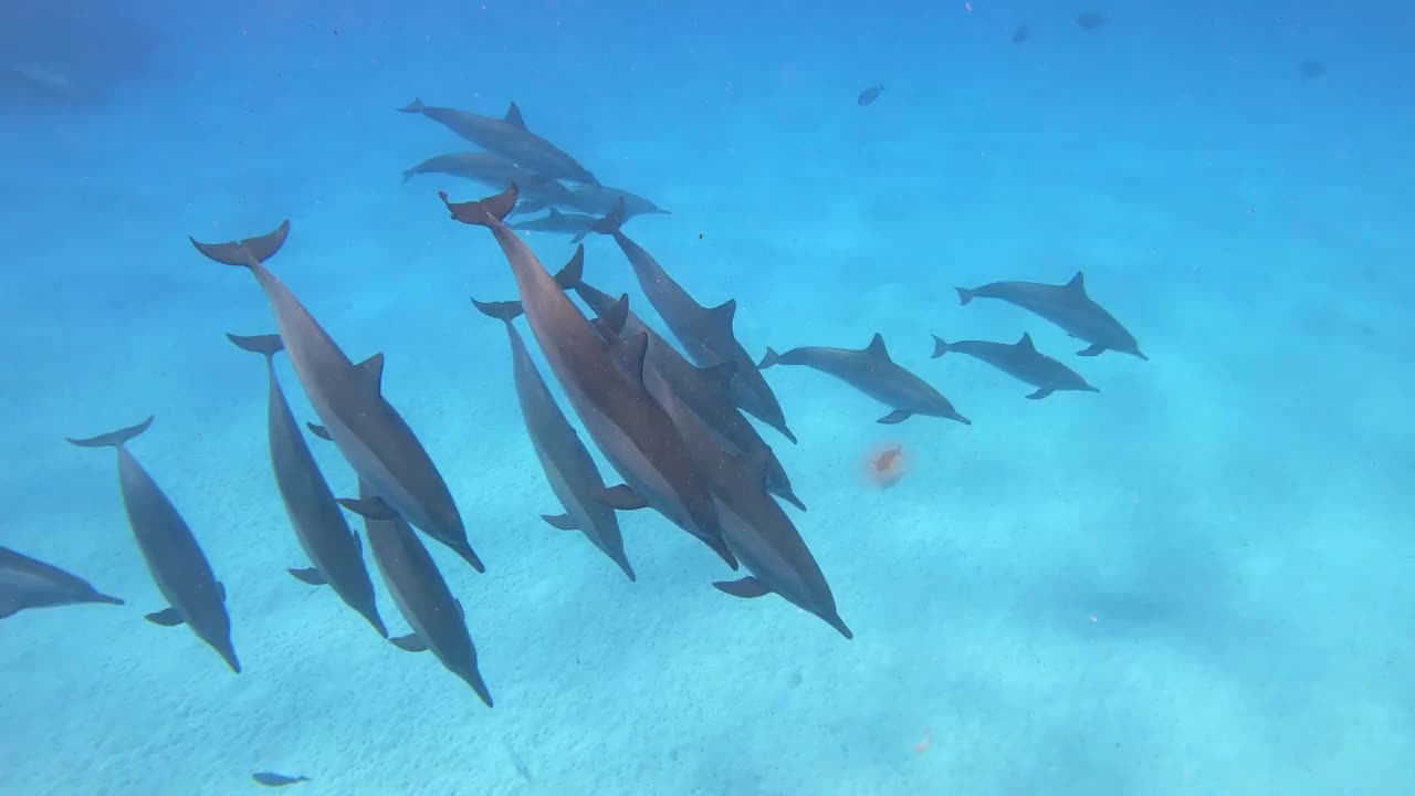 海豚-埃及的飞旋海豚，Marsa Alam Sataya礁。(Stenella longirostris)视频素材