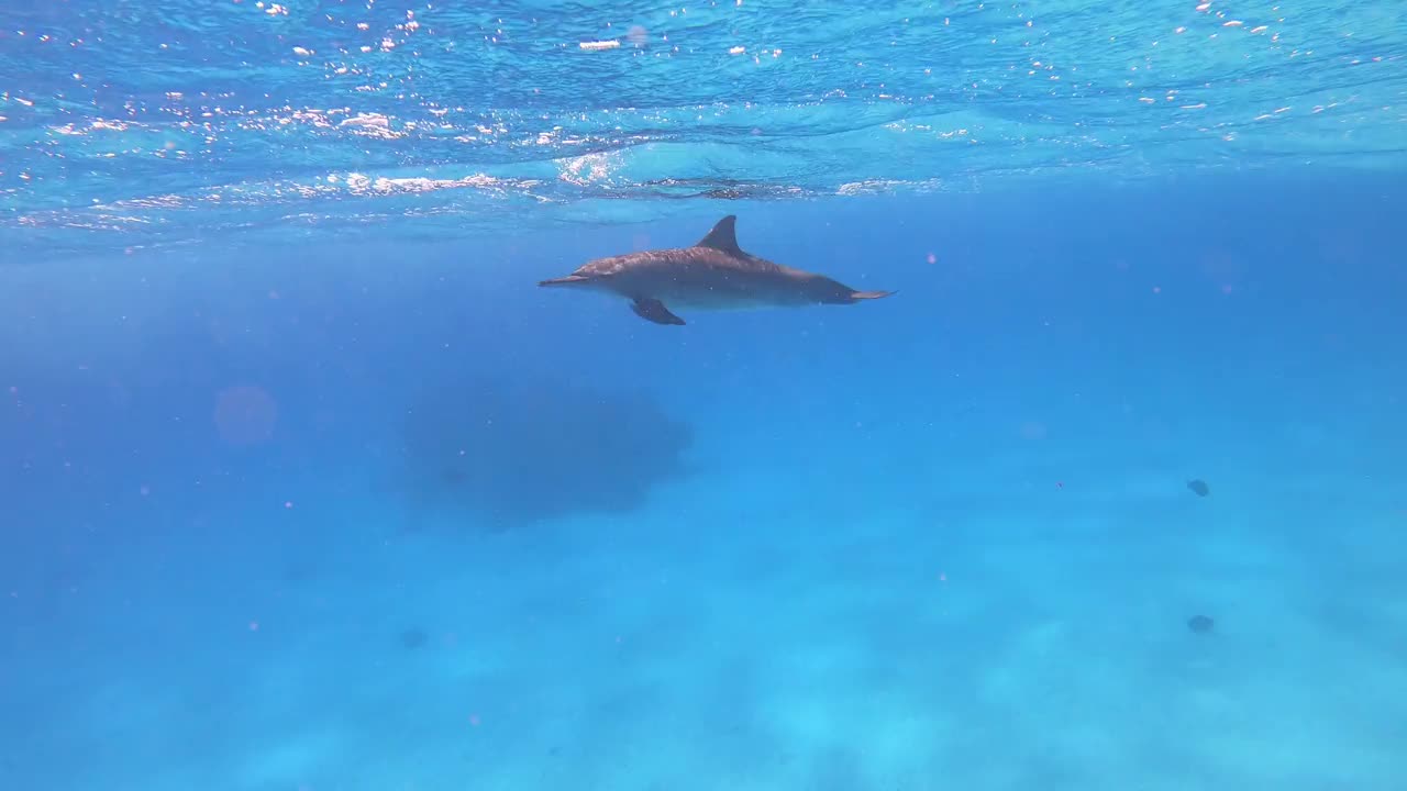 海豚-埃及的飞旋海豚，Marsa Alam Sataya礁。(Stenella longirostris)视频素材