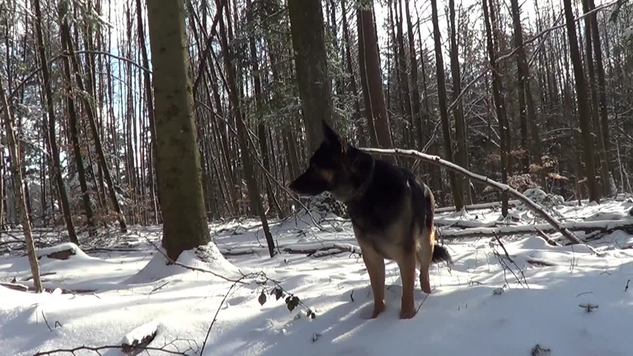 德国牧羊犬在冬天的雪道上自由行走。摄像机尾随其后视频下载