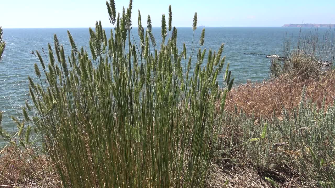 别列赞岛上的草原植被，随风飘动的植物的小穗，黑海。视频下载