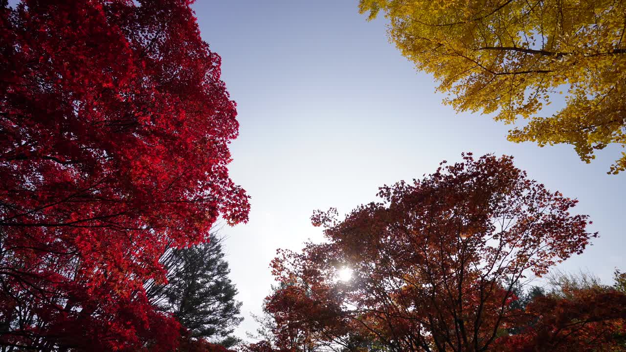 韩国南美岛美丽的秋景。前景中有两棵显眼的树;一种叶子是亮黄色的，另一种叶子是深红色的。天空清澈湛蓝，为五彩缤纷的树叶提供了令人惊叹的背景。视频素材