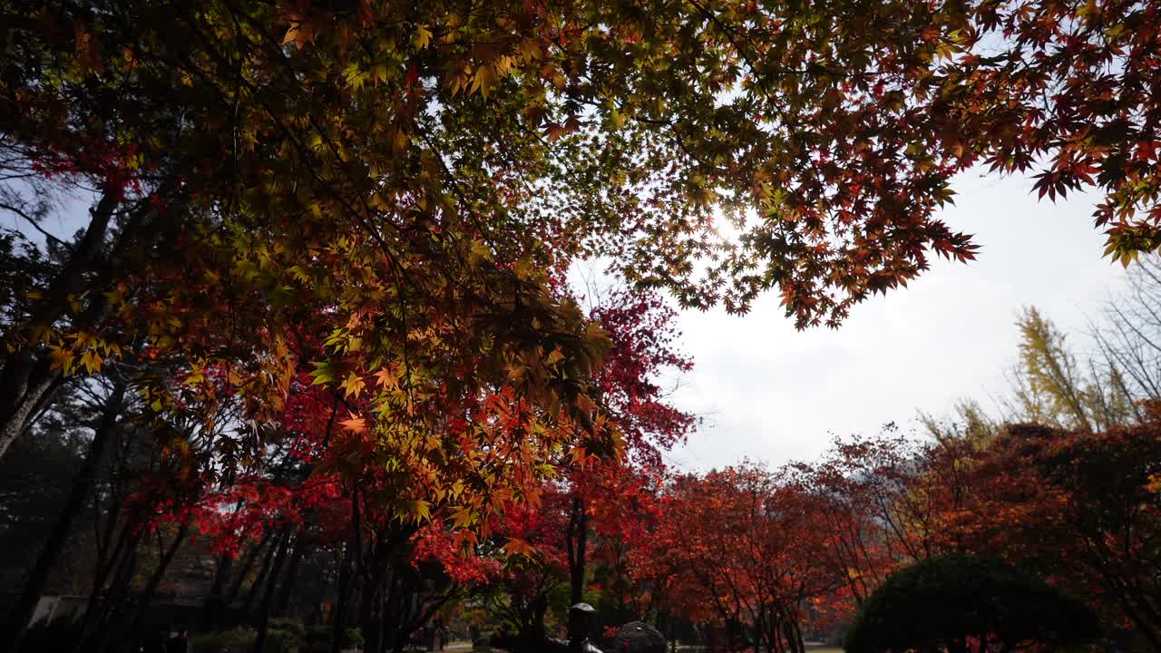 在韩国的南美岛，秋天树叶变色的惊人转变;由于它鲜艳的色彩和自然美景，它很有趣。视频素材