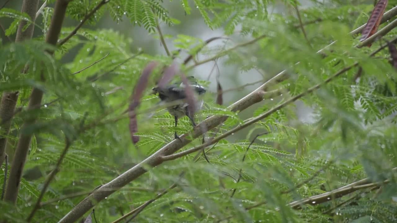 东方喜鹊知更鸟在雨中栖息在树枝上视频下载