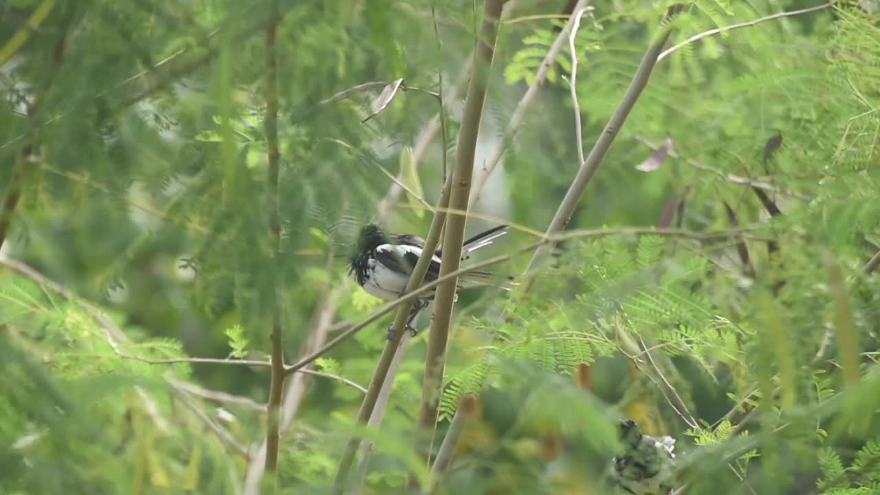 东方喜鹊知更鸟栖息在树枝间视频下载