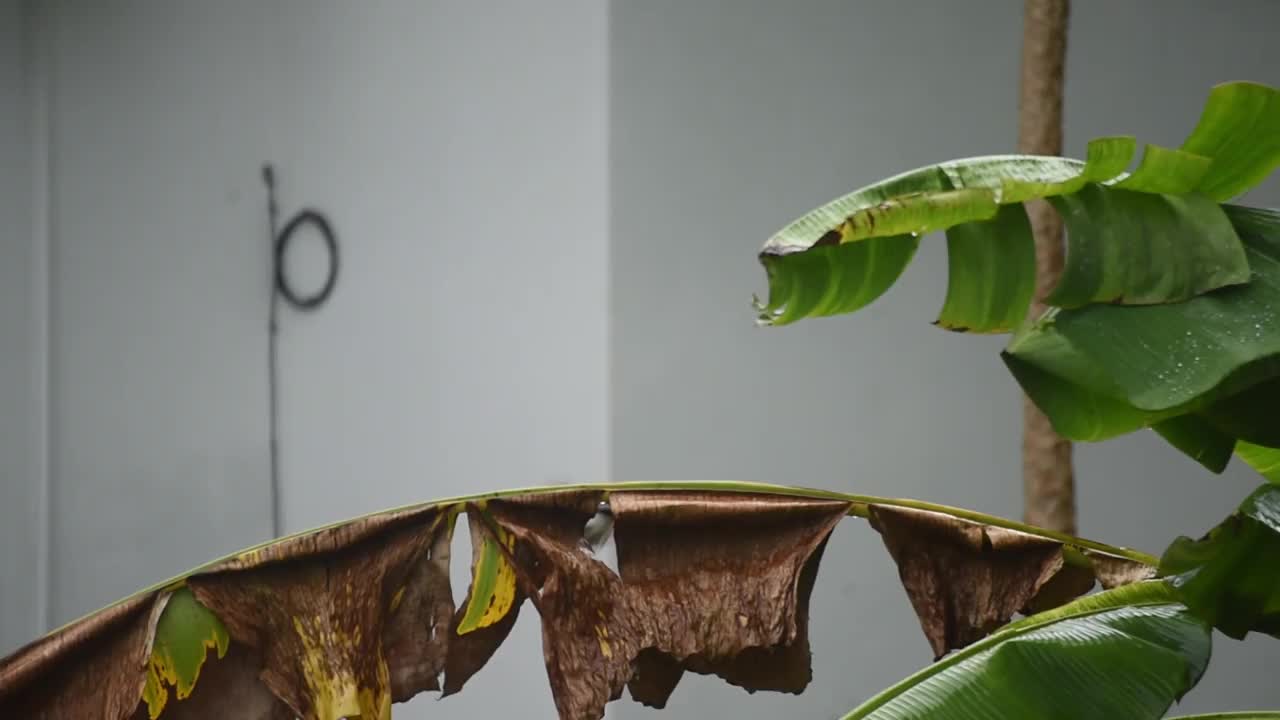 下雨时芭蕉叶上的马来西亚花斑扇尾视频下载