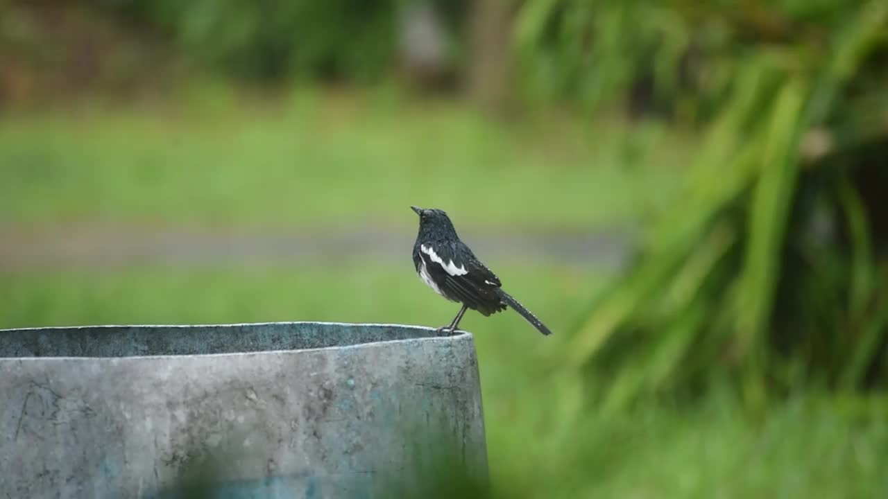 东方喜鹊知更鸟栖息在雨中的容器上。视频下载