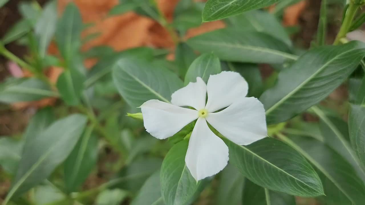 白色长春花视频下载