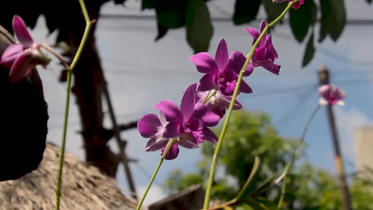 兰花的花视频素材