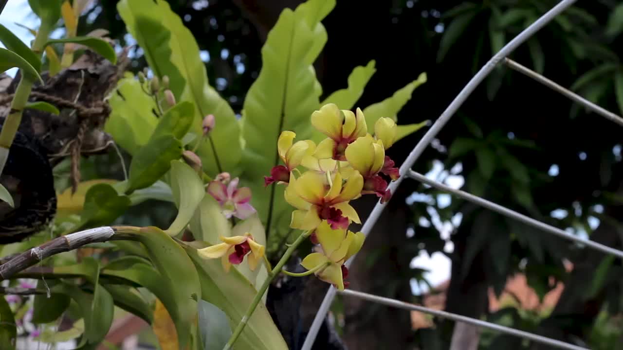 兰花的花视频素材