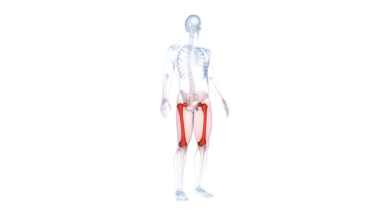 人体骨骼系统大腿骨关节解剖动画概念视频素材