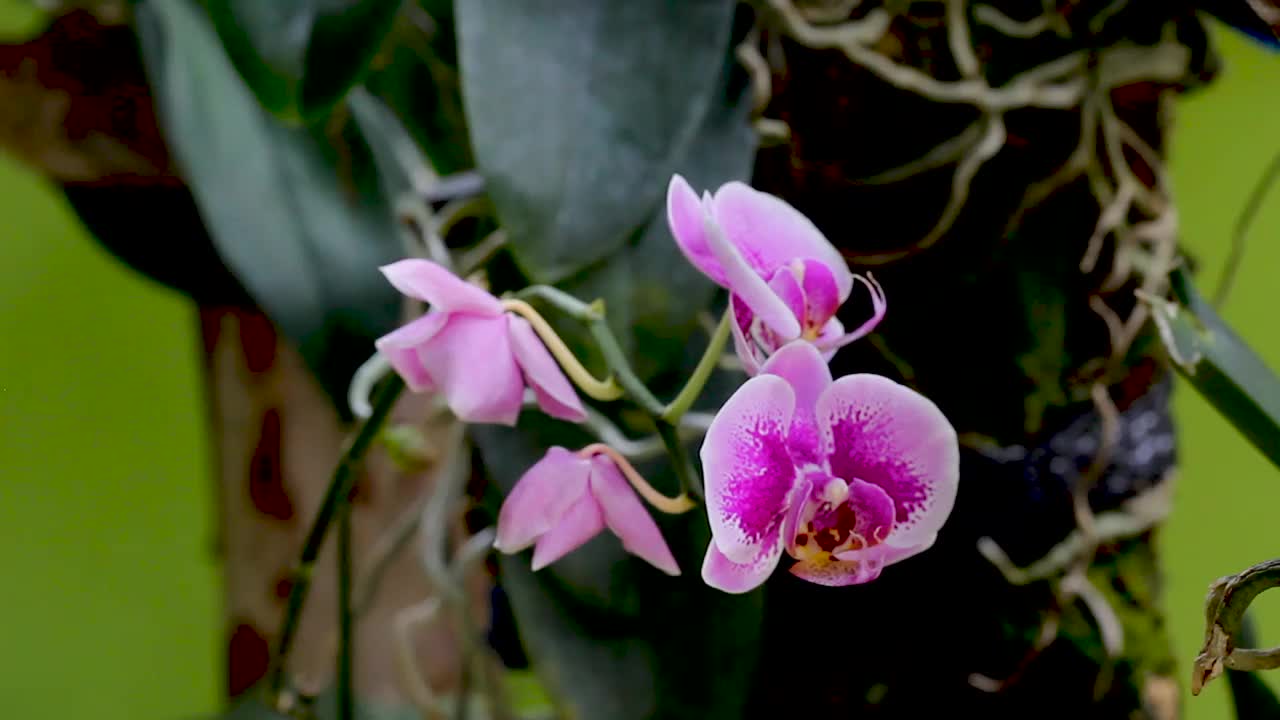 兰花的花视频素材