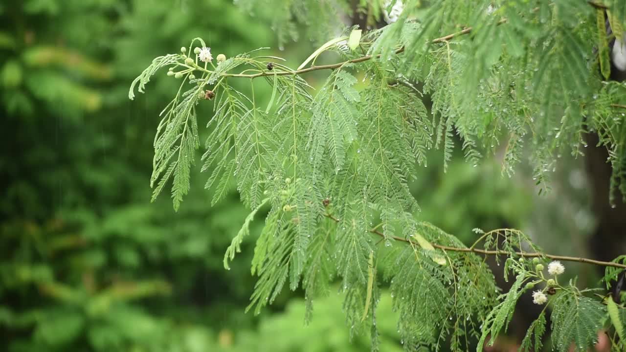 白色的罂粟，白色的银合欢，郁郁葱葱的绿叶上的温柔的雨视频素材