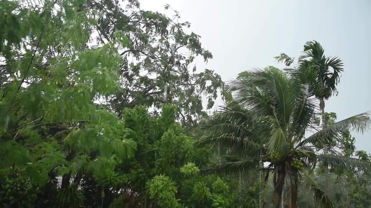 热带森林的暴雨和大风视频下载