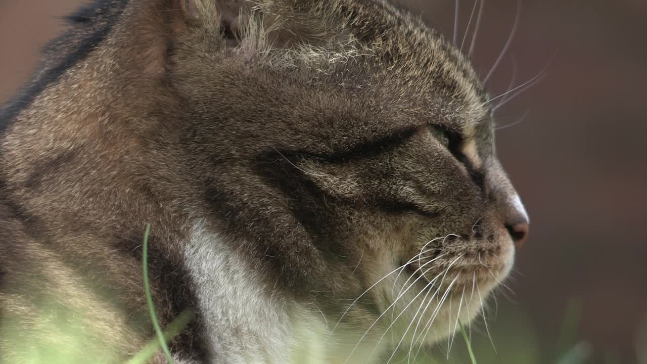 虎斑猫特写视频下载