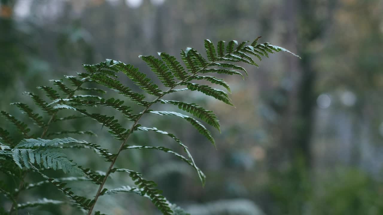 蕨类植物在微风中移动的静态片段视频素材