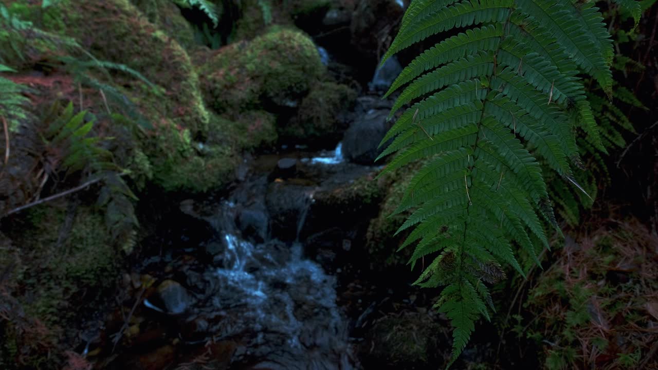 蕨类植物在森林小溪旁的微风中移动视频素材