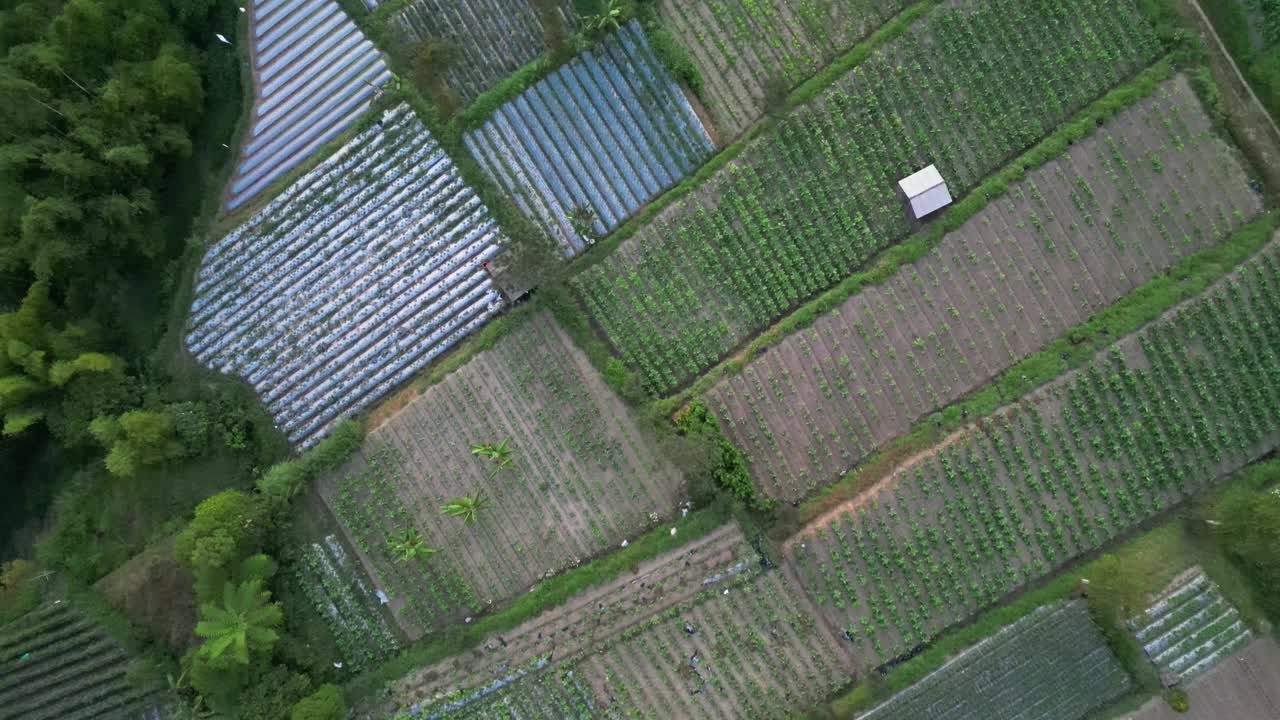 上午鸟瞰默拉皮火山山腰，在印度尼西亚中爪哇的Selo Boyolali，有菜园和村庄定居点或住房视频素材