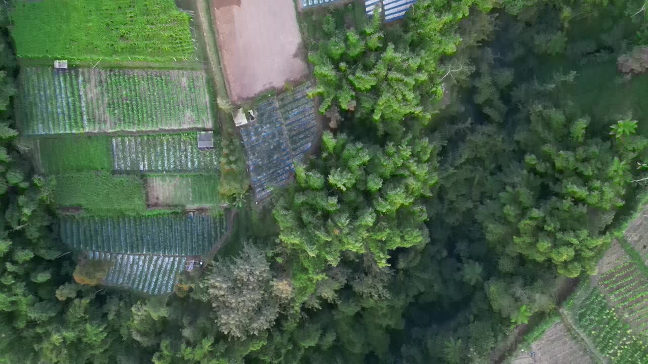 上午鸟瞰默拉皮火山山腰，在印度尼西亚中爪哇的Selo Boyolali，有菜园和村庄定居点或住房视频素材