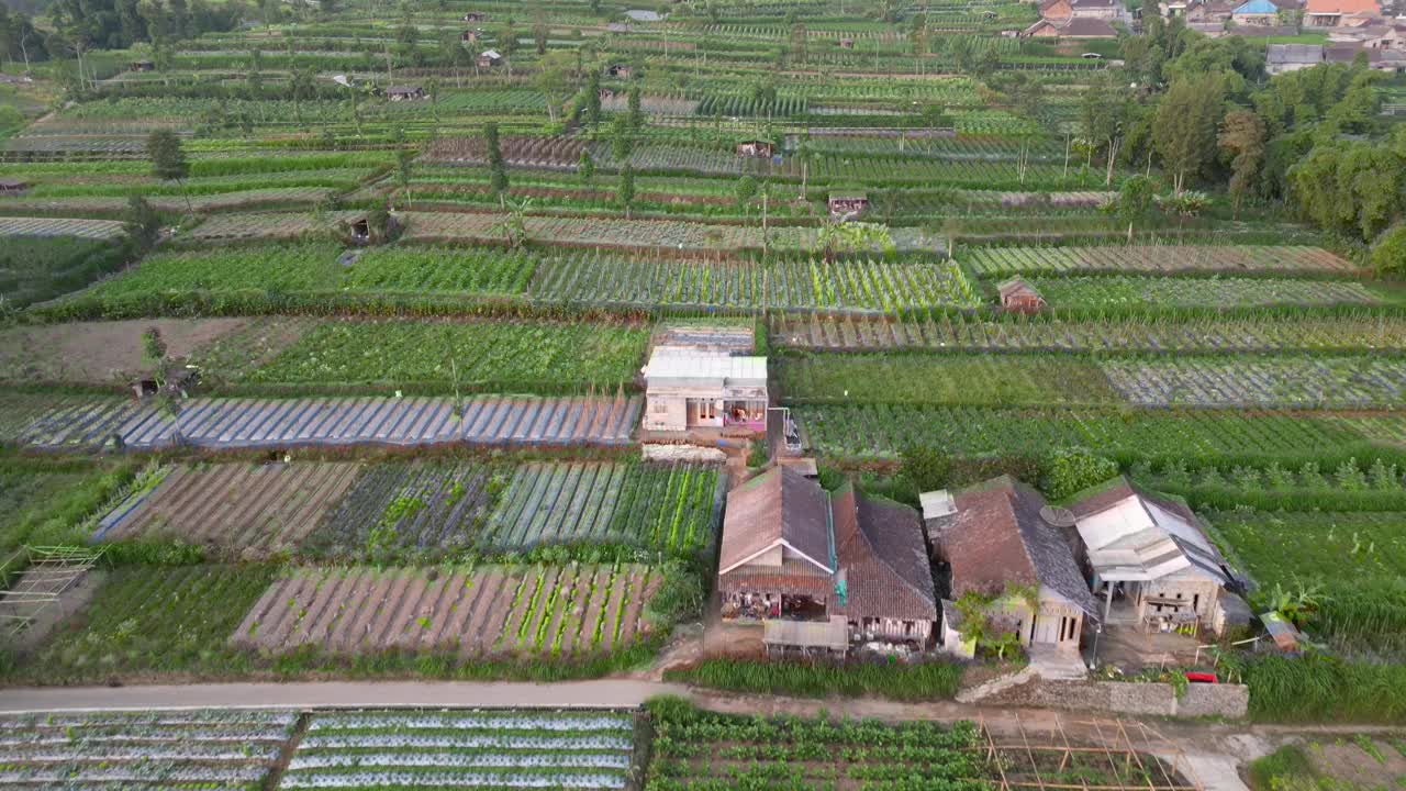 上午鸟瞰默拉皮火山山腰，在印度尼西亚中爪哇的Selo Boyolali，有菜园和村庄定居点或住房视频素材