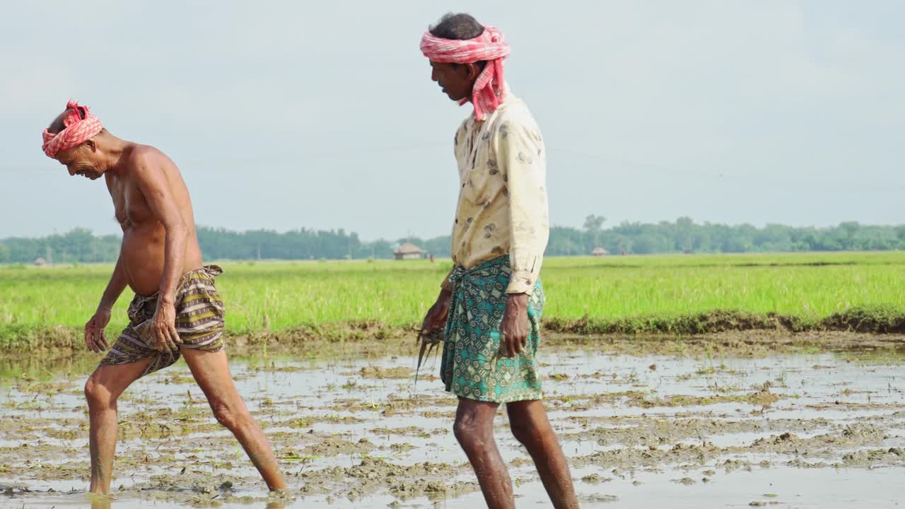 男农民清理耕地上的稻草的慢动作。视频素材