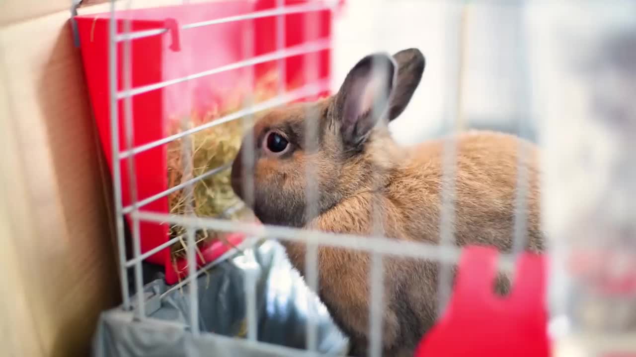 兔子在笼子里吃干草视频下载