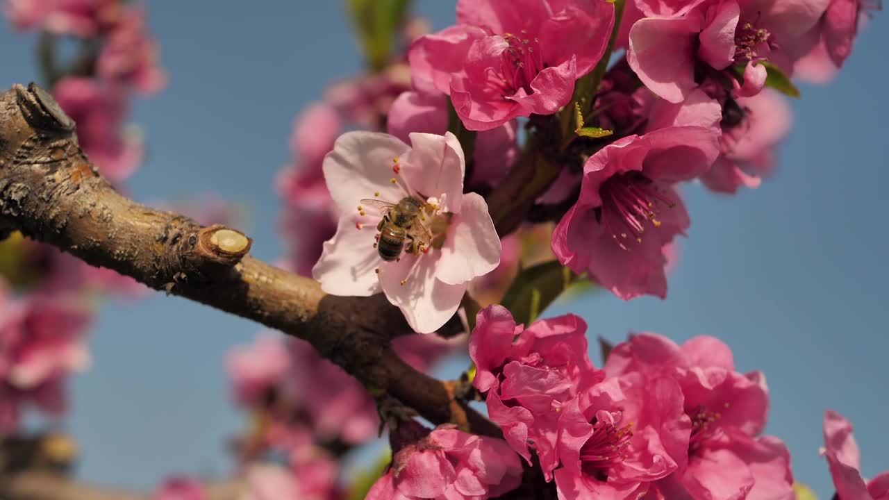 蜜蜂在果树的白色和粉红色的花朵上工作。蜜蜂从花的雄蕊中采集花蜜，参与授粉过程，提高果实的收成视频素材