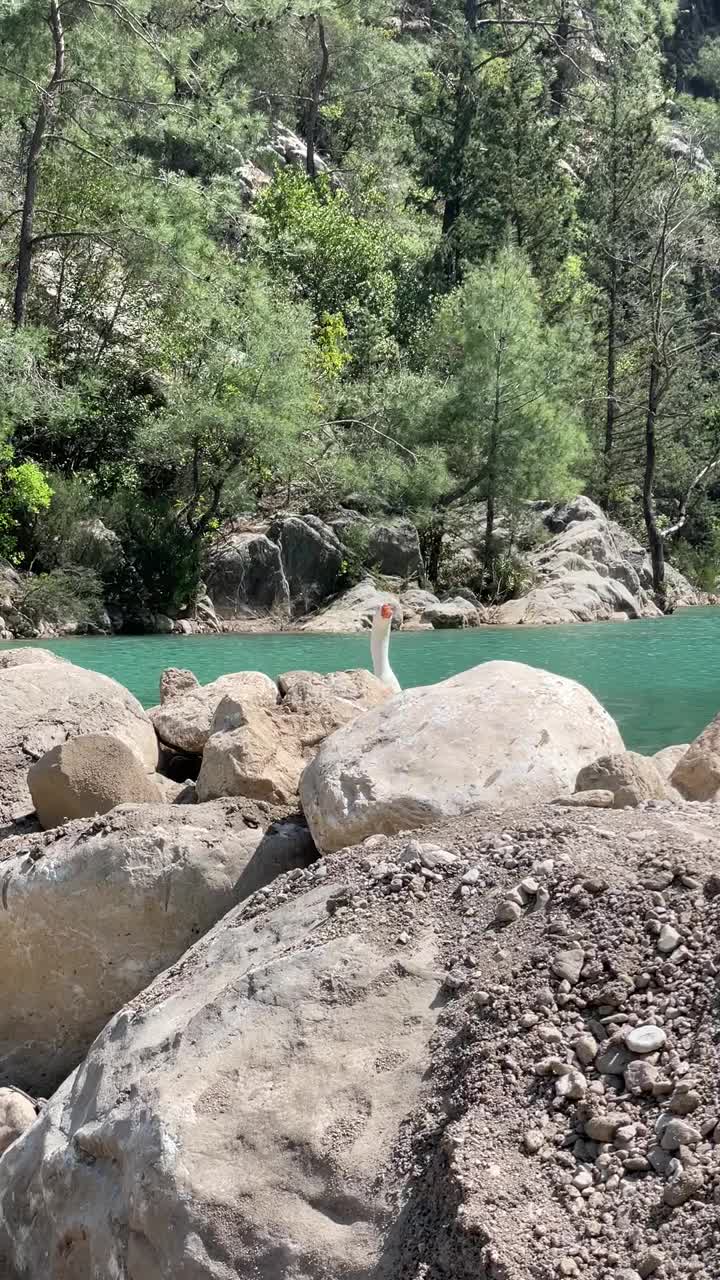 峡谷中重要的鹅视频下载