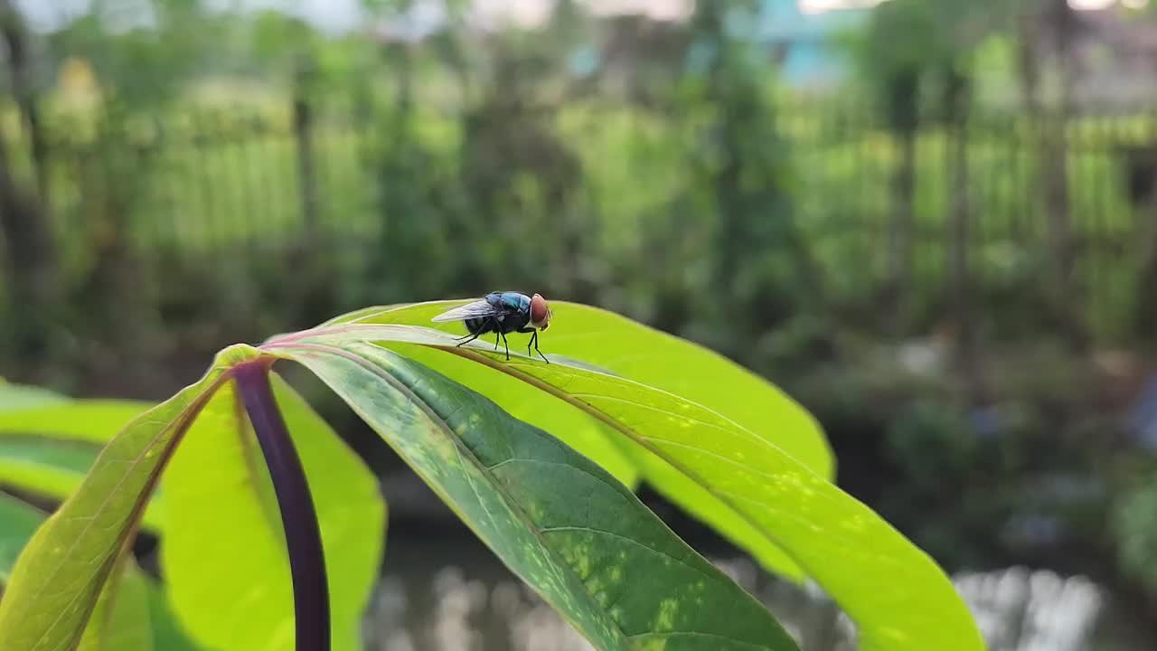 绿色飞视频下载