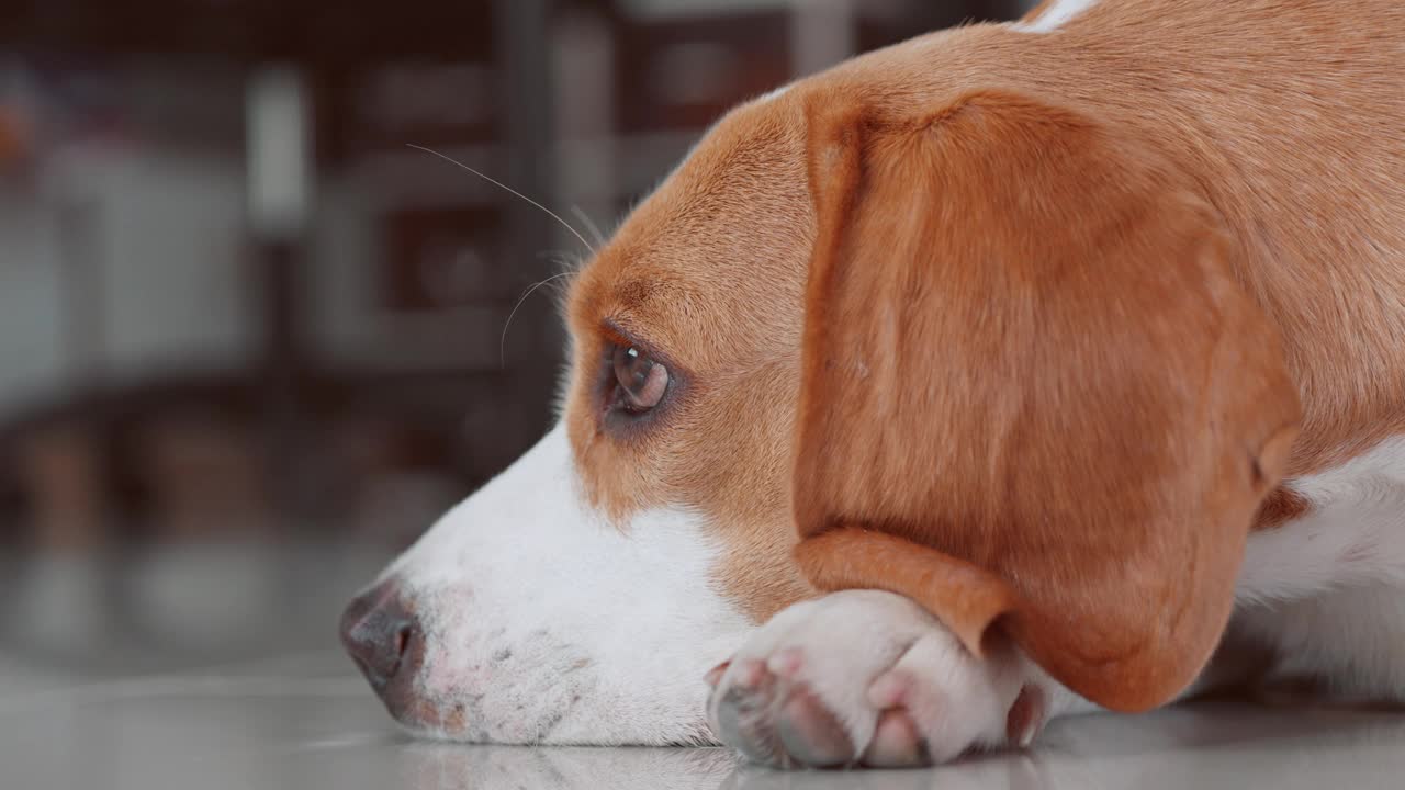 一只可爱的小猎犬小狗睡在房子的地板上。爱狗人士概念视频素材