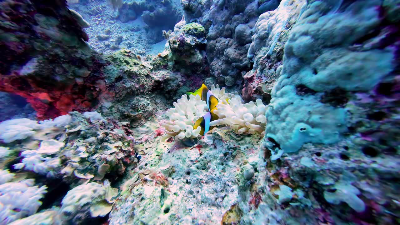 海葵鱼水下在达哈卜，埃及视频素材