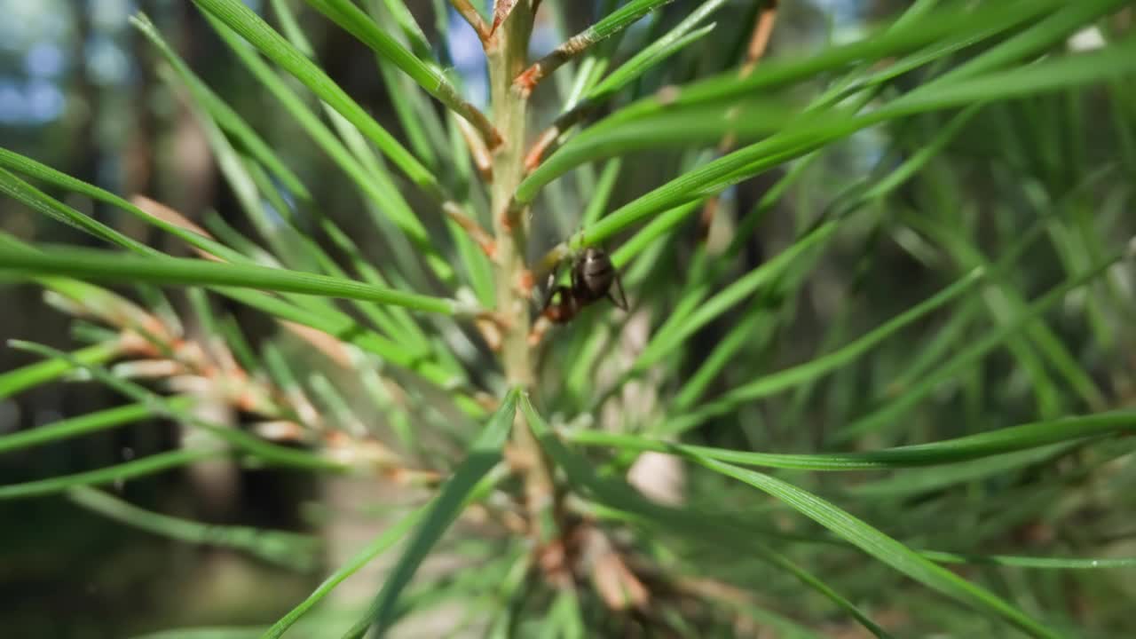 松针上的昆虫与林地模糊视频素材