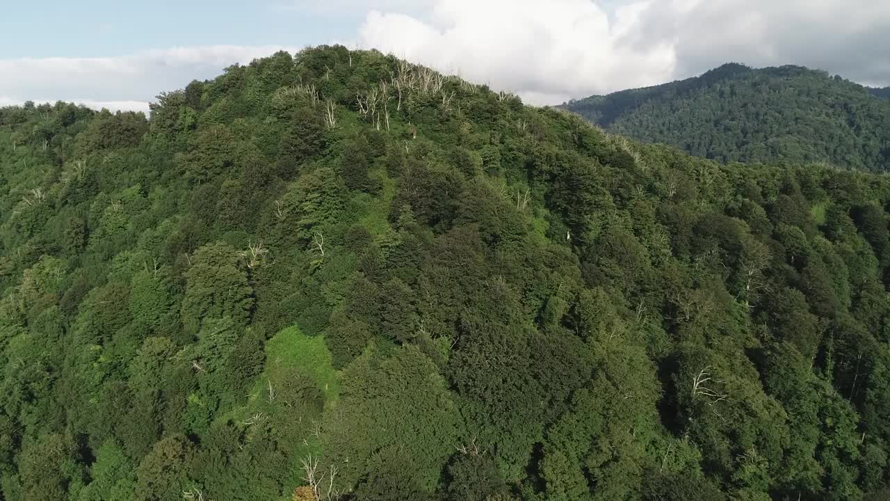 一个郁郁葱葱的绿色空中森林，背景是一座山。树又高又绿，天空晴朗视频下载