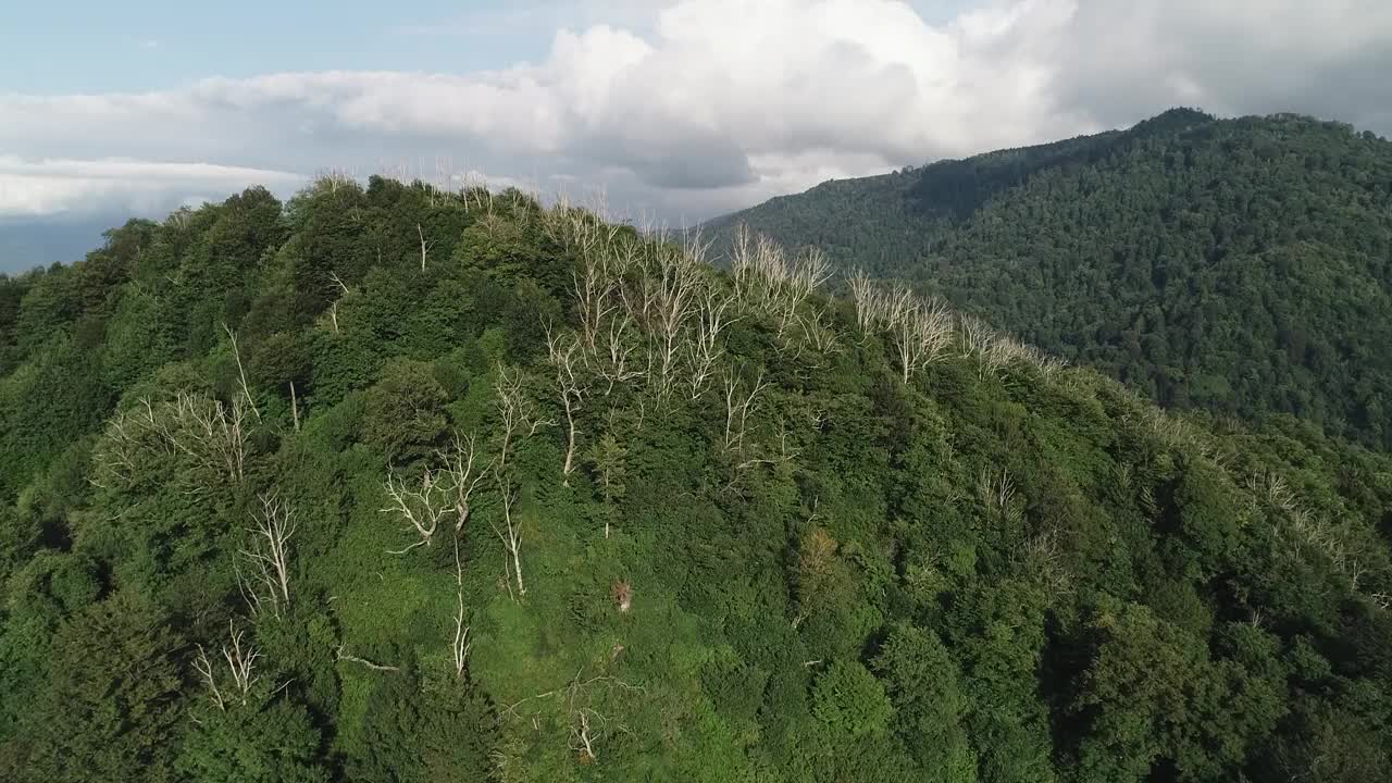 一个郁郁葱葱的绿色空中森林，背景是一座山。树又高又绿，天空晴朗视频素材