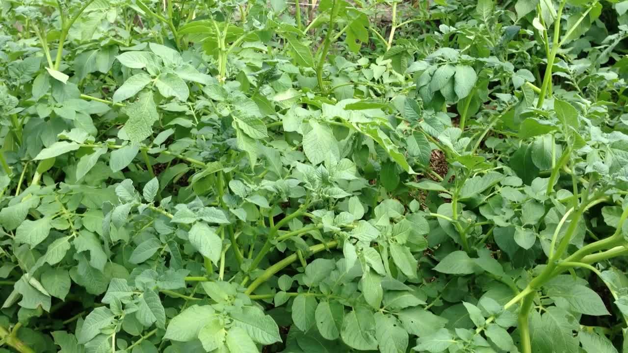 一片长满绿色植物的田地，上面种着一些土豆视频素材