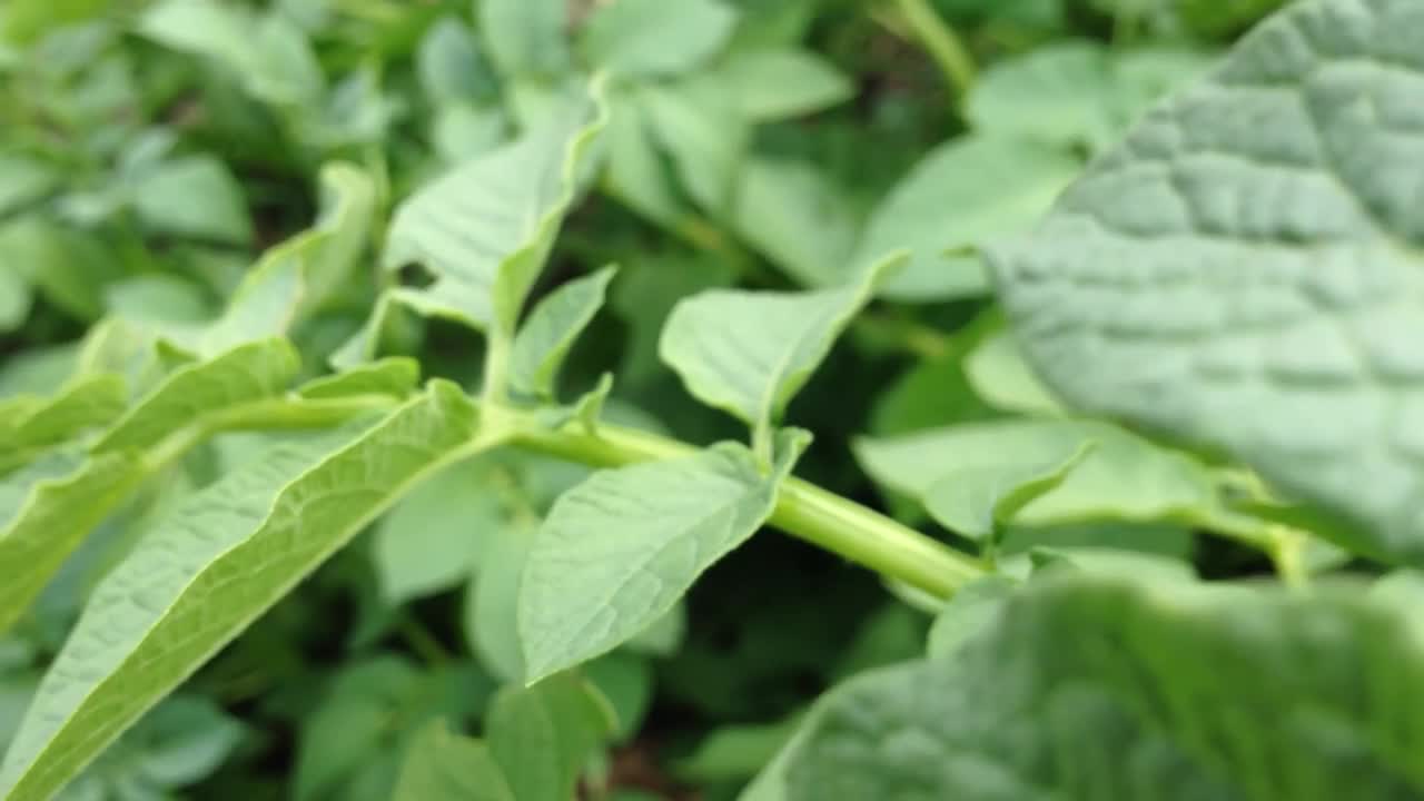 绿色植物的特写，有多叶的茎视频素材