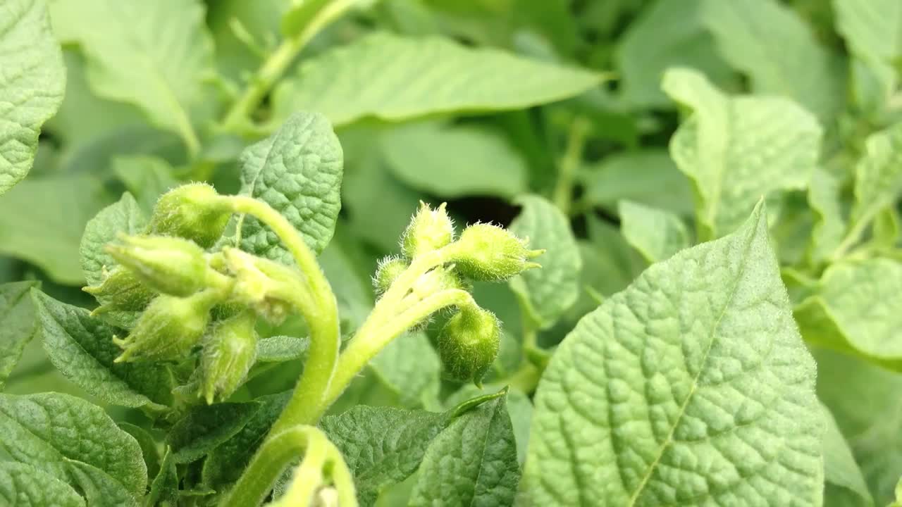 一种绿叶植物，上面有一朵小花视频素材