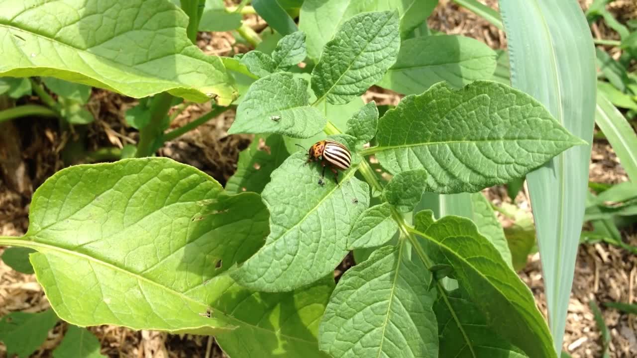 一只虫子正坐在植物的叶子上视频素材