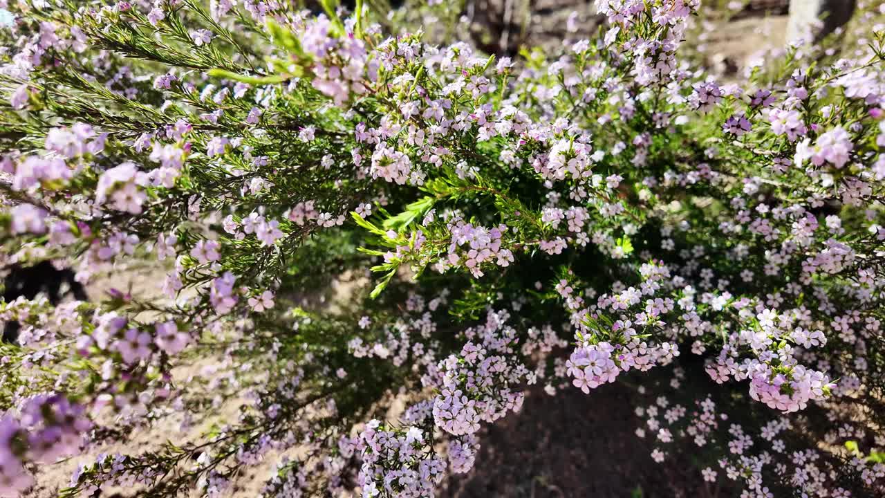 紫色的小花在风中轻轻地移动，自然背景，4K视频素材