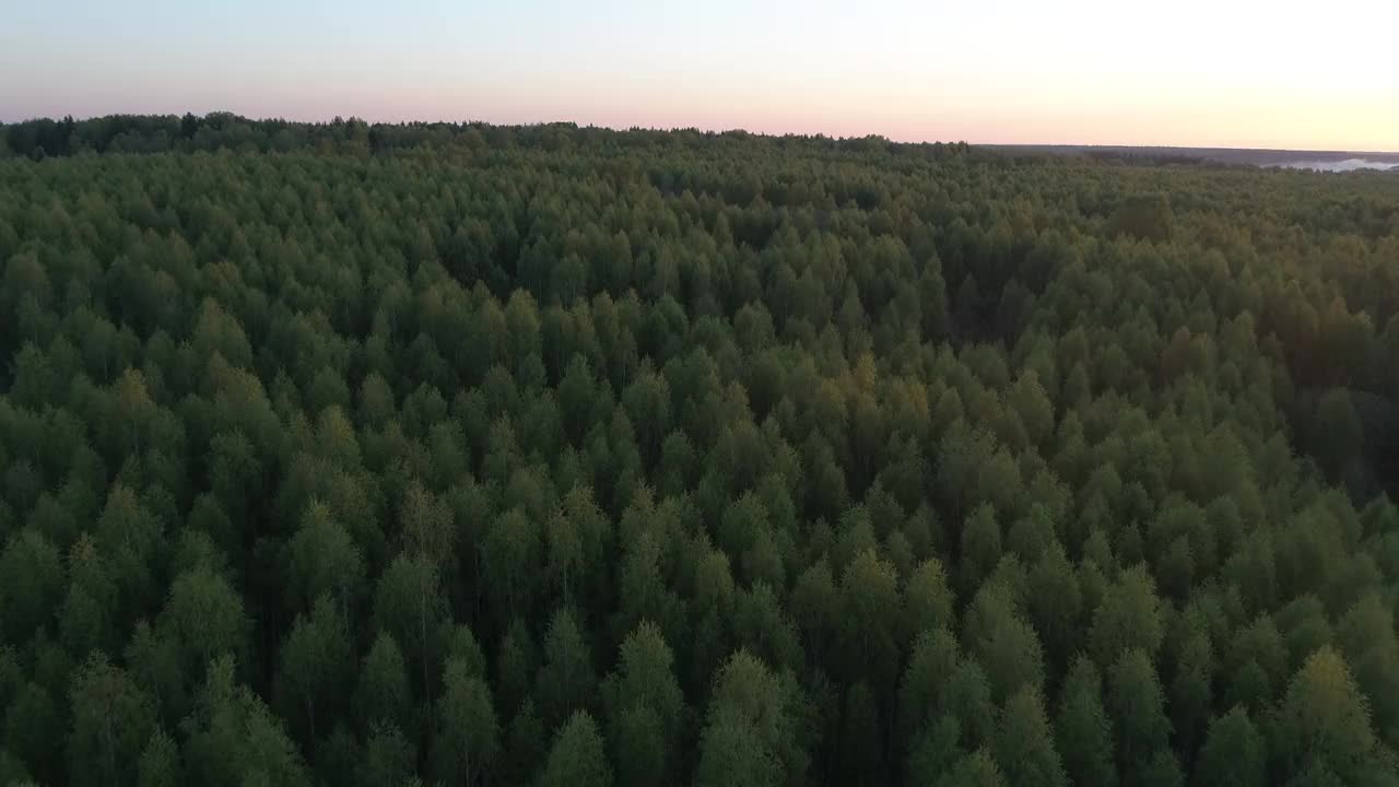 以美丽的日落为背景的真正的森林。天空是橙色和粉色的混合色调，营造出一种宁静祥和的氛围。这些树又高又密视频下载