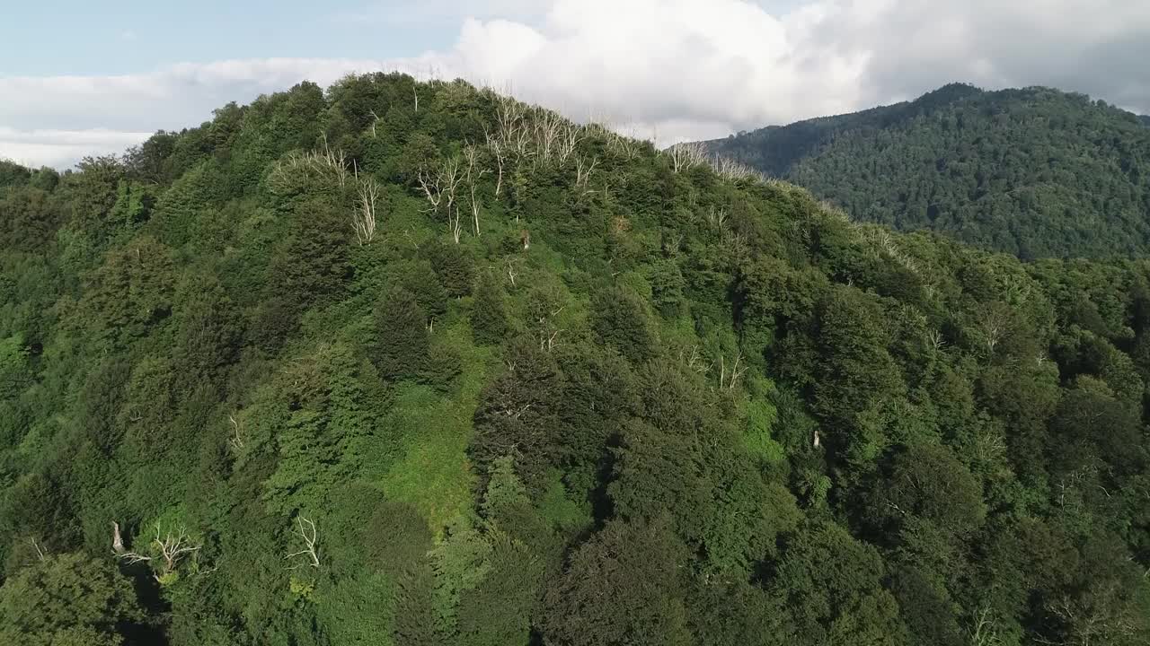 一个郁郁葱葱的绿色空中森林，背景是一座山。树又高又绿，天空晴朗视频下载