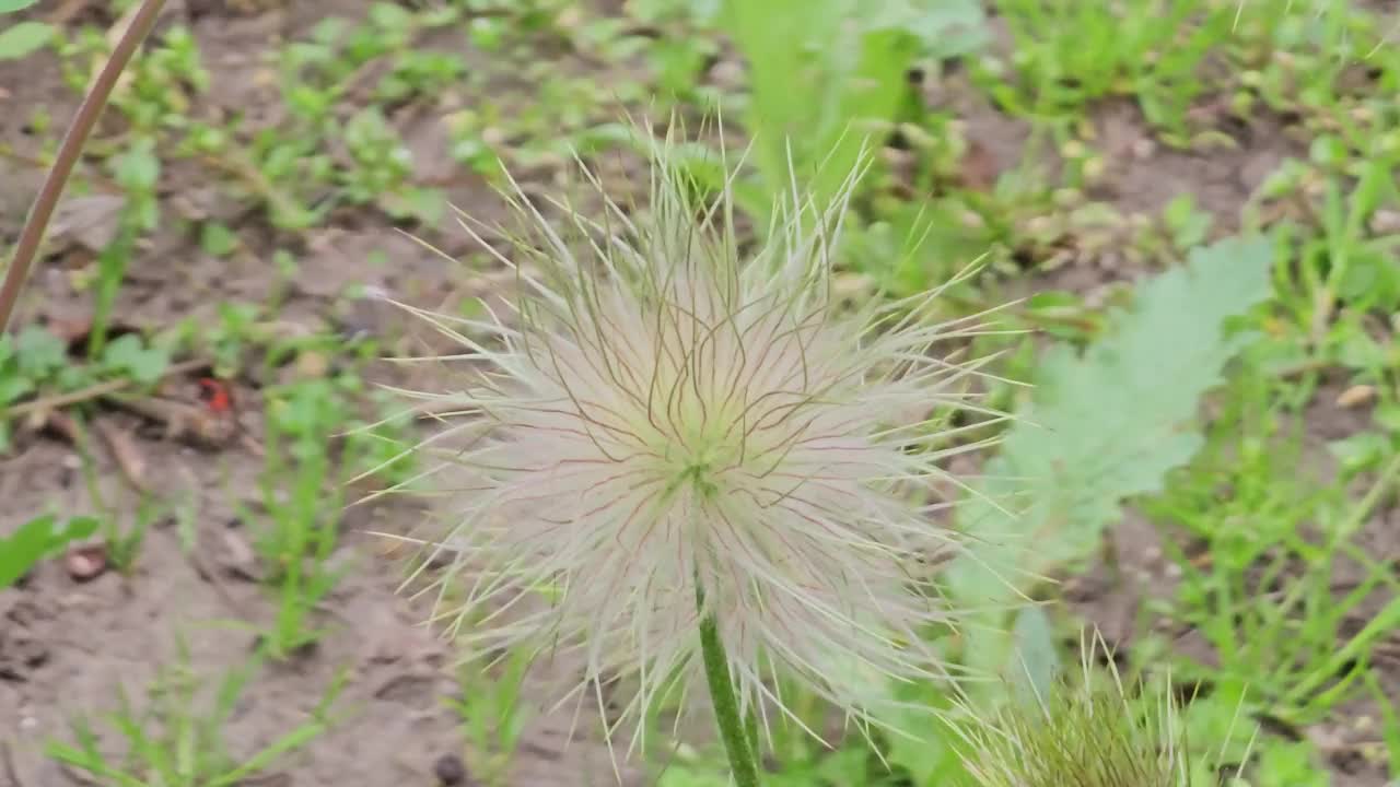 美丽的蓝色报春花，春天的花，报春花在拉丁语中是Pulsatilla patens。视频素材