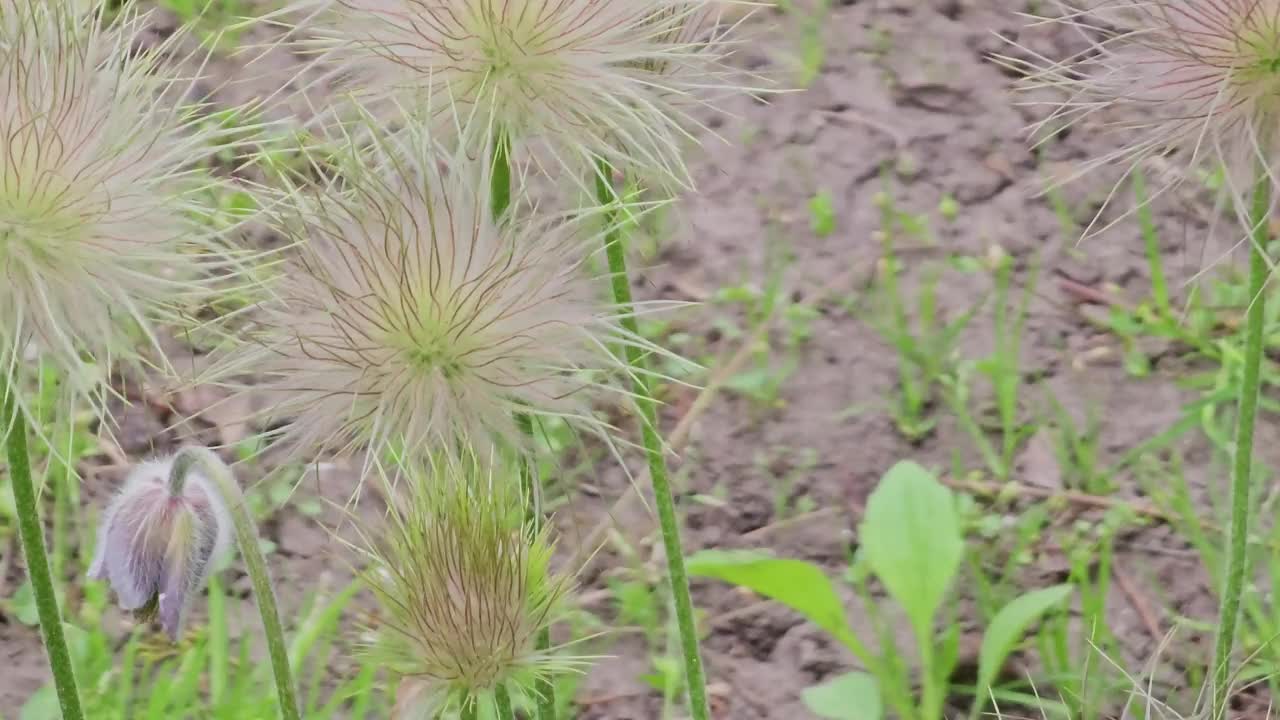 美丽的蓝色报春花，春天的花，报春花在拉丁语中是Pulsatilla patens。视频素材